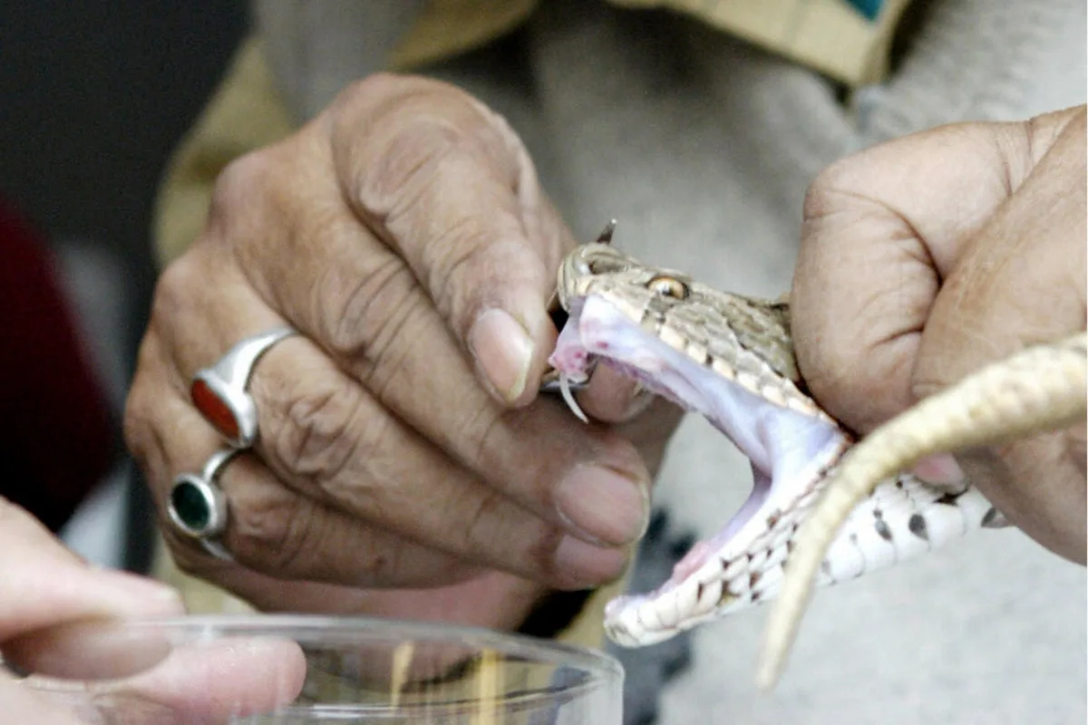 Man Dies After Russell's Viper Bite in Bengaluru