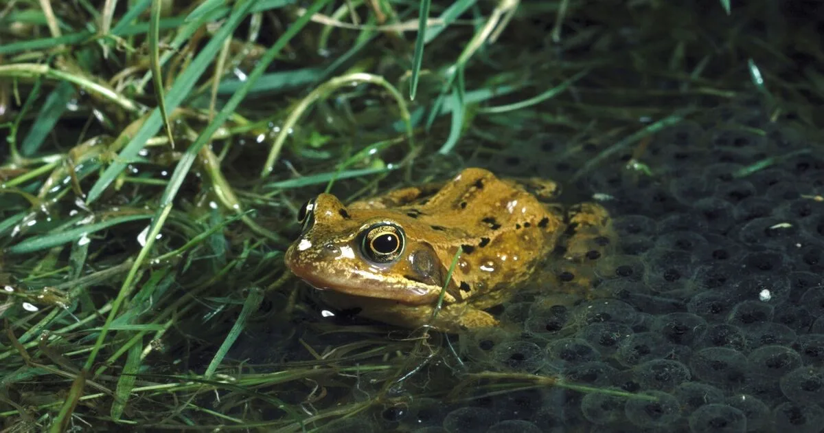 Woman Hospitalised After Swallowing Eight Live Frogs for Back Pain