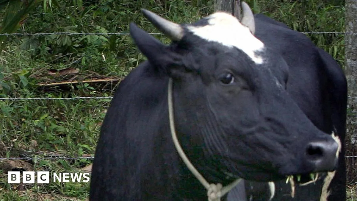 Brazilian Man Killed by Cow Falling Through Roof