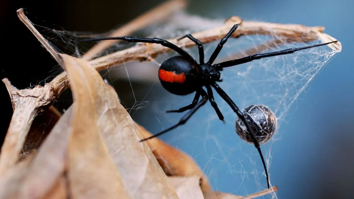 Man Killed by Pet Black Widow Spider, Then Eaten by His Own Insects