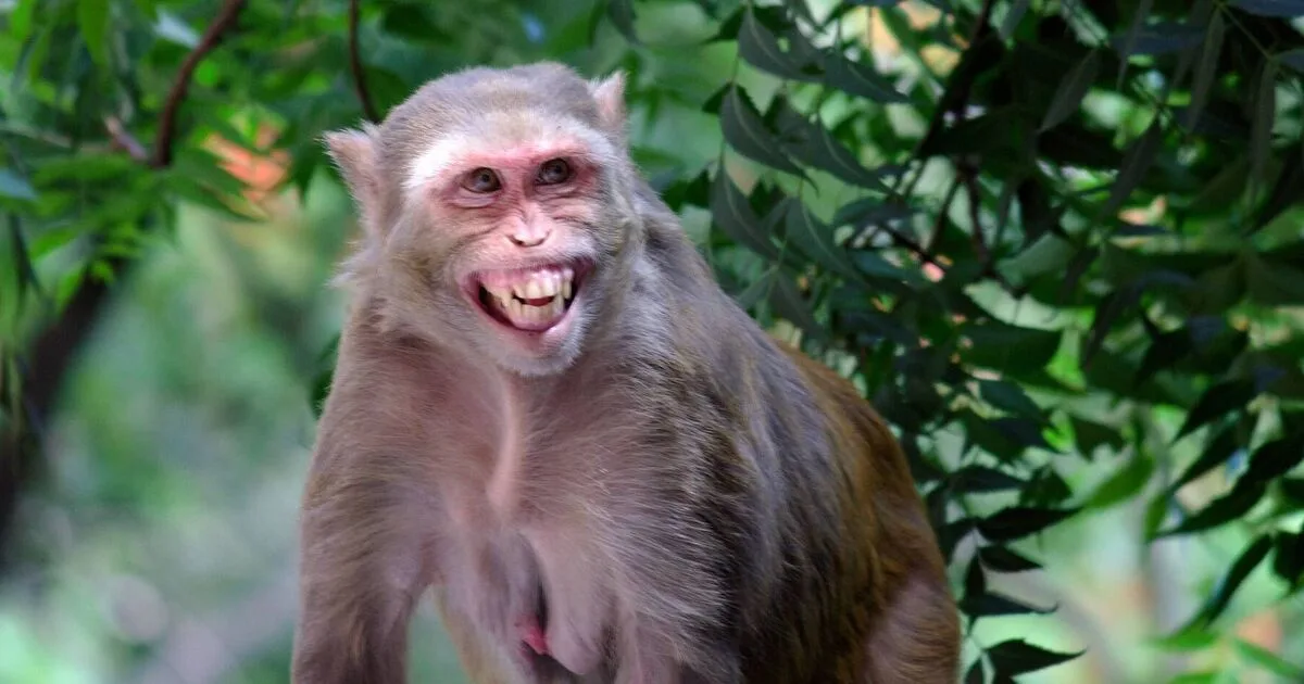 Politician Dies After Monkey Attack in Delhi