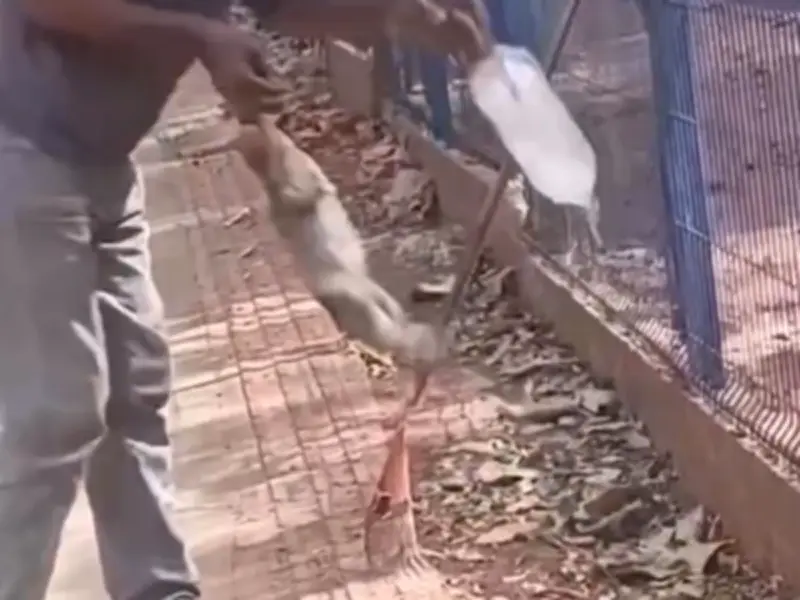 Man Loses Finger After Lizard Bites Him While Offering Water