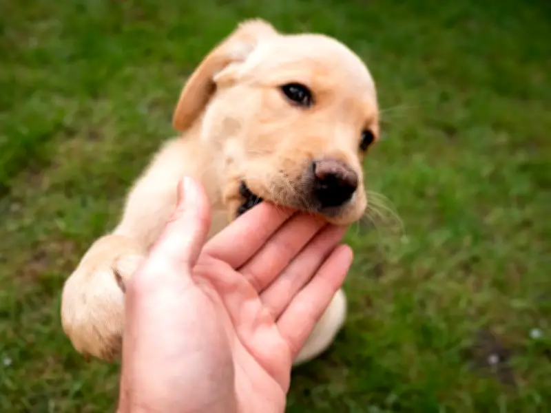 Man Mortified by Dad's Dog Name 'Mizz Princess Hollywood'