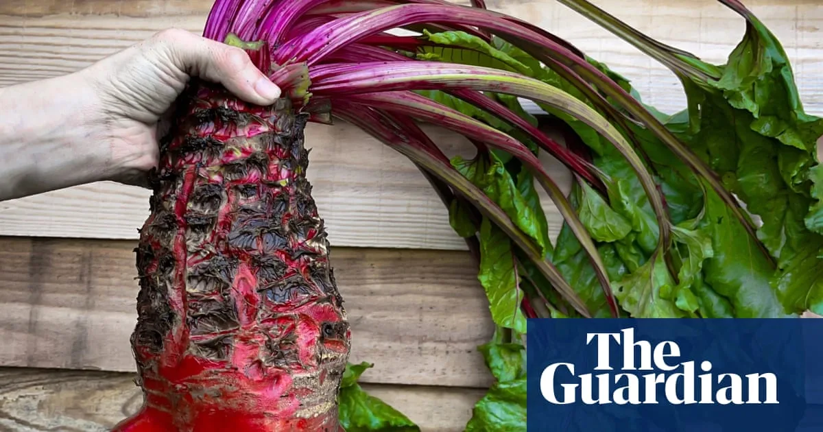 Humble mangelwurzel to star at Chelsea flower show after online craze