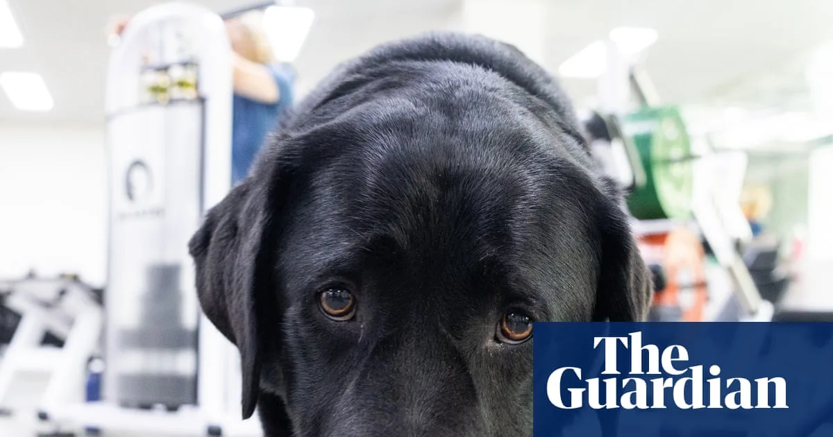 From Guide Dog Dropout to Therapy Animal: How Marcus Found His Calling