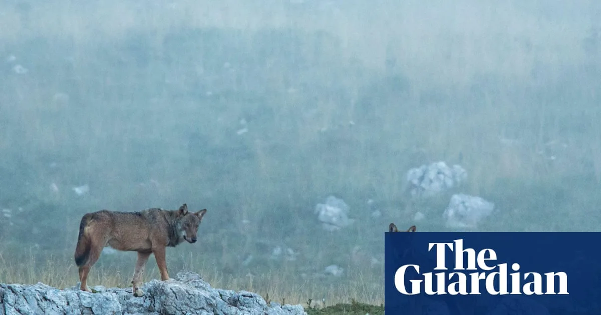 Mass Poisoning Suspected After 18 Wolves Found Dead in Italian National Park