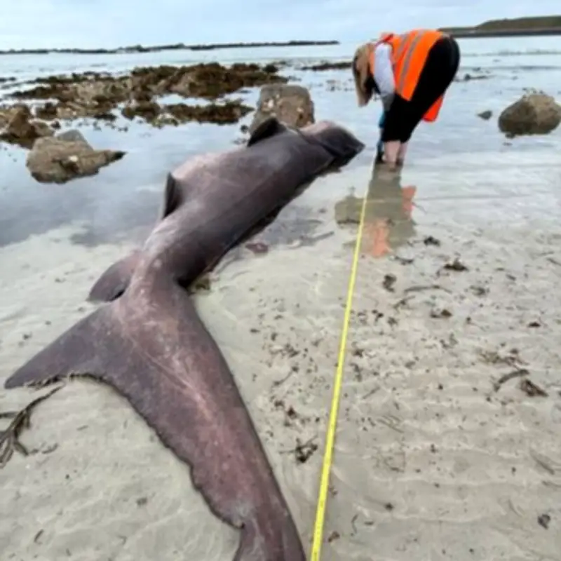 Massive 14ft Smalltooth Sand Tiger Shark Baffles Experts After Washing Up in Jersey