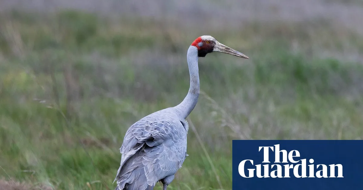 Melbourne Sewage Farm Becomes Unlikely Haven for 300 Bird Species