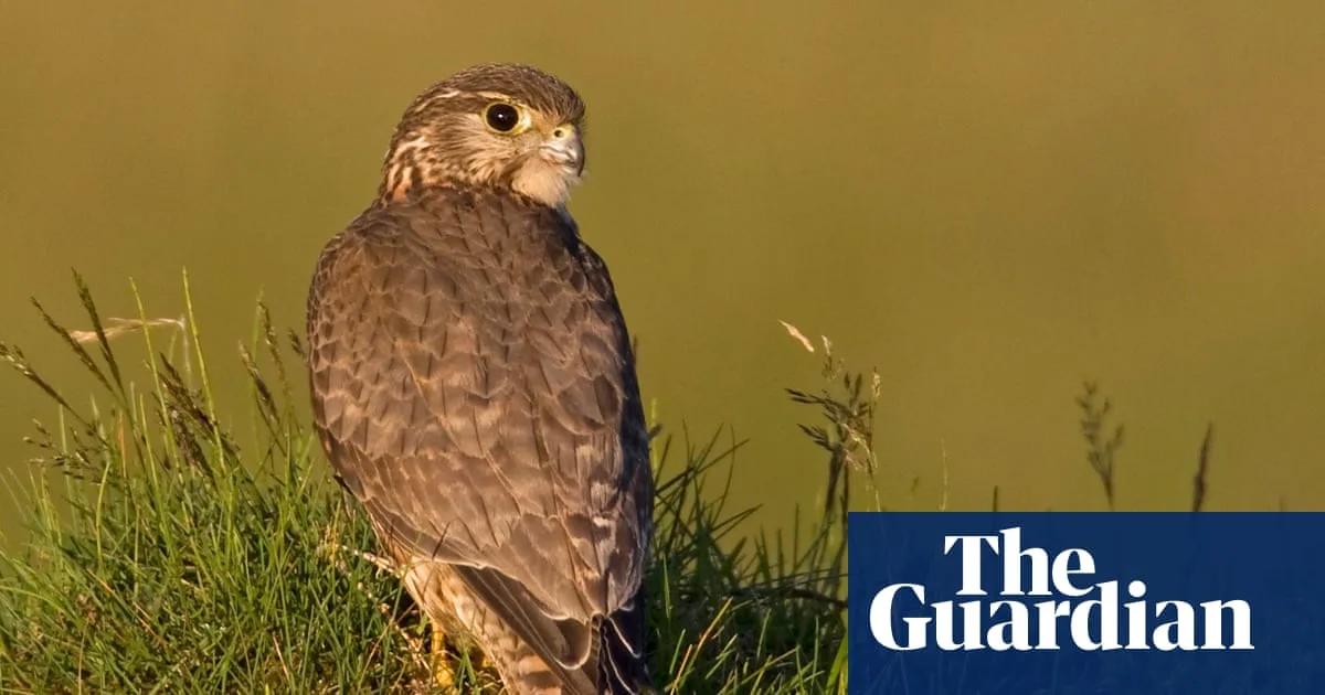 Merlin and 200 UK Species Face Extinction in 20-Year Window