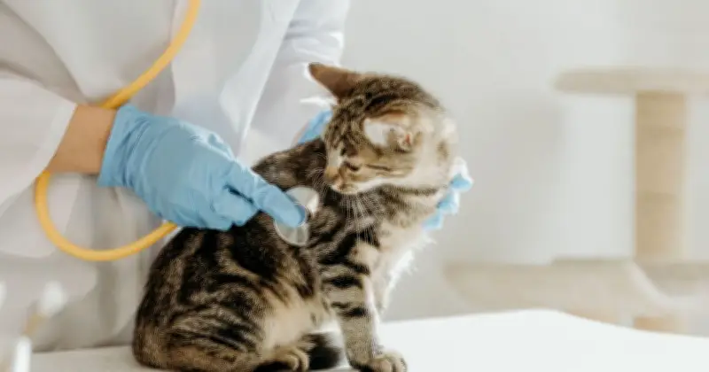 Merseyside Vet Named UK's Best for Second Year Running