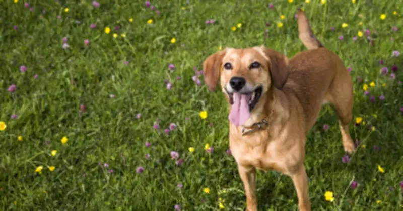 Met Office Issues '5 Second' Warning to All Dog Owners This Weekend