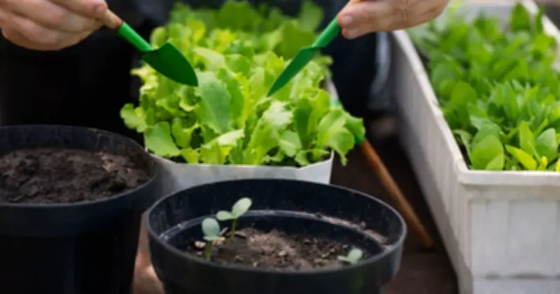 Met Office Names Essential June Gardening Job for Plant Health