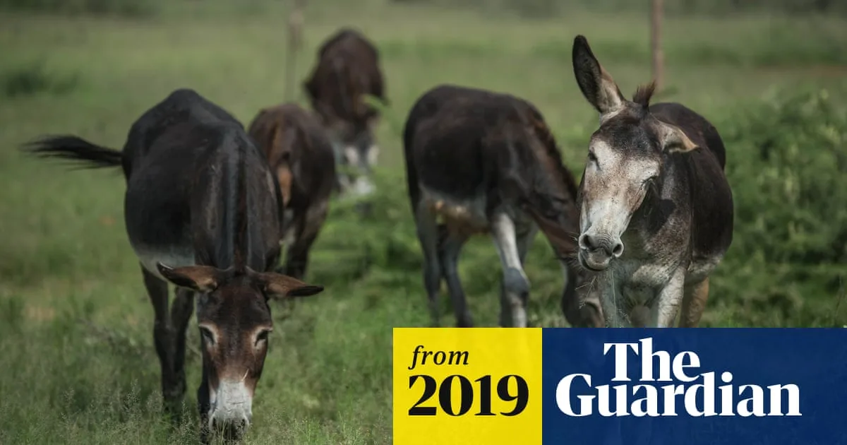 Millions of Donkeys Slaughtered for Chinese Medicine Trade