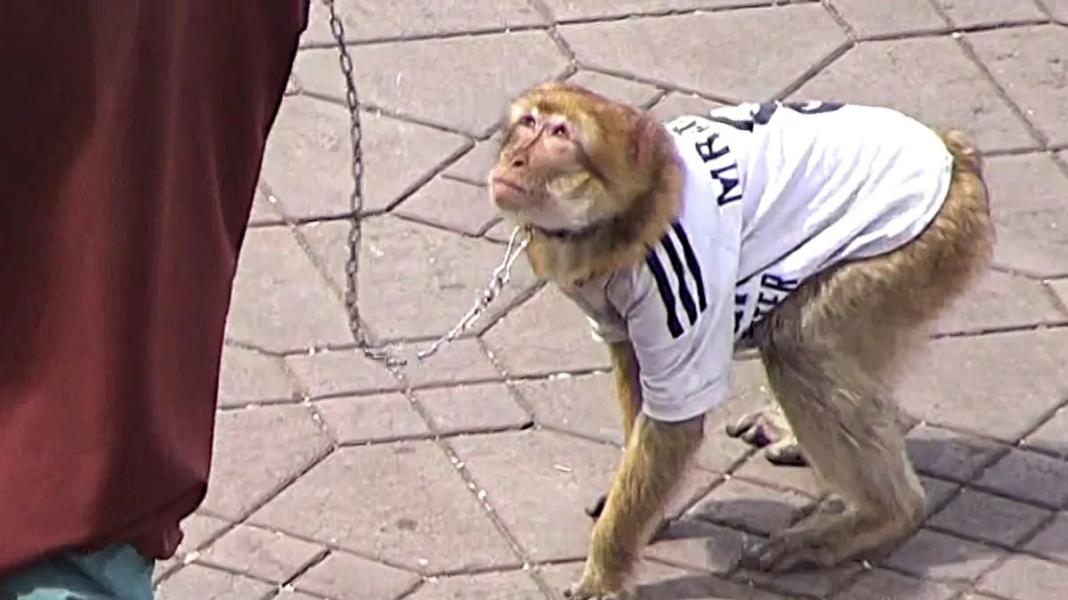 Monkeys in England Shirts Exploited for Tourist Photos in Morocco