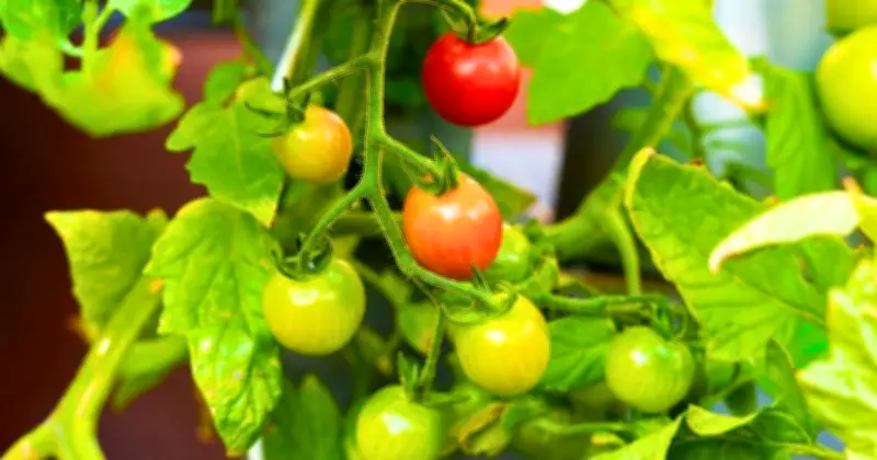 Monty Don's 5-Minute July Task for Bigger Tomato Fruit