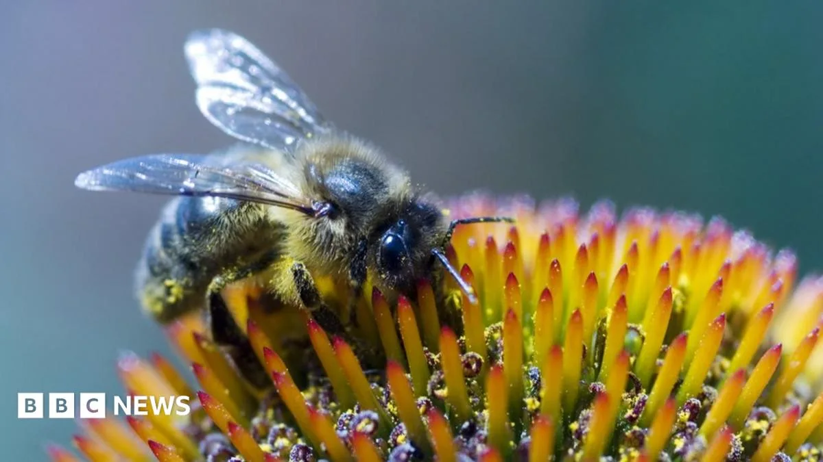 Woman Dies After Bee-Sting Therapy in Spain