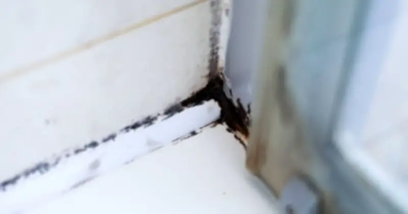 Mould Vanishes in 1 Hour with 2 Natural Ingredients, Not Bleach