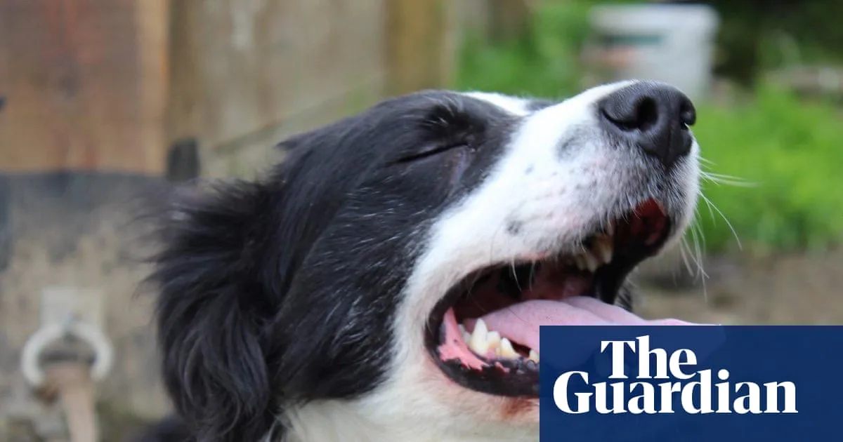 Country Diary: Farewell to Moss, a Loyal Border Collie