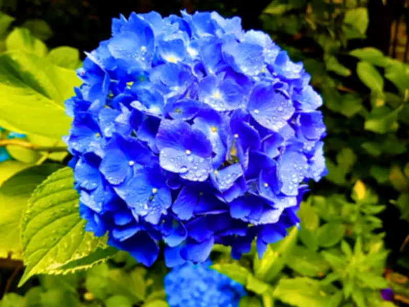 Mulch Hydrangeas Now for Bigger, Fluffier Summer Blooms