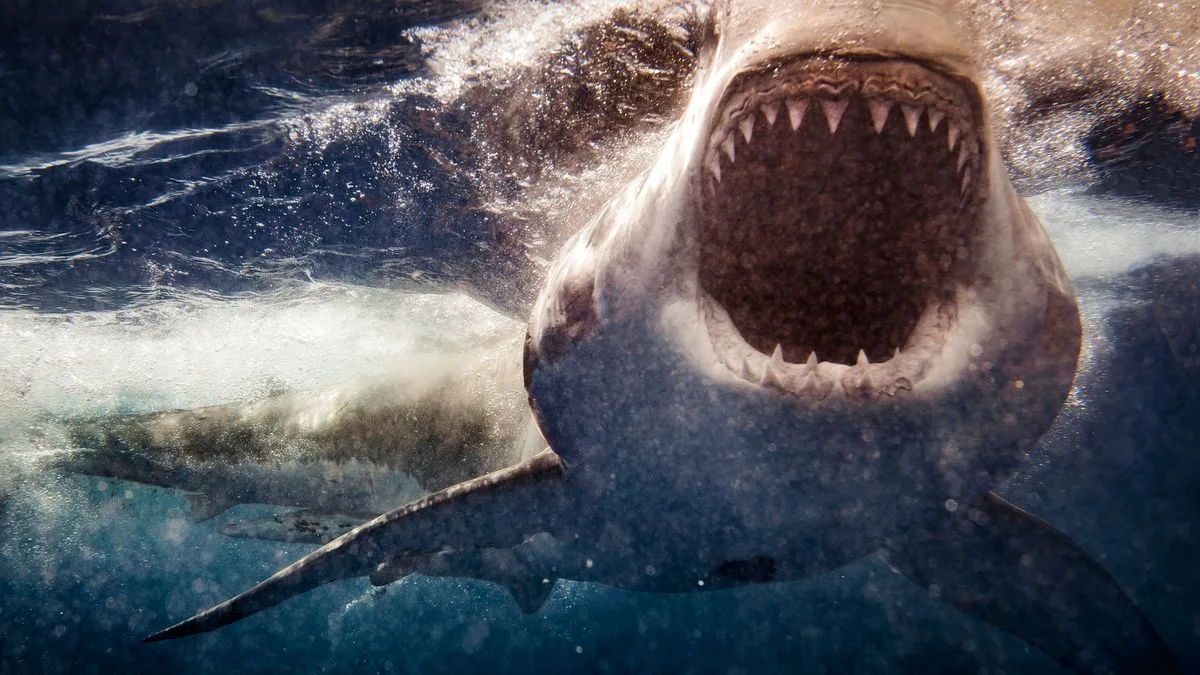 Mother Killed by Great White Shark in Front of Her Children in 1985 Attack