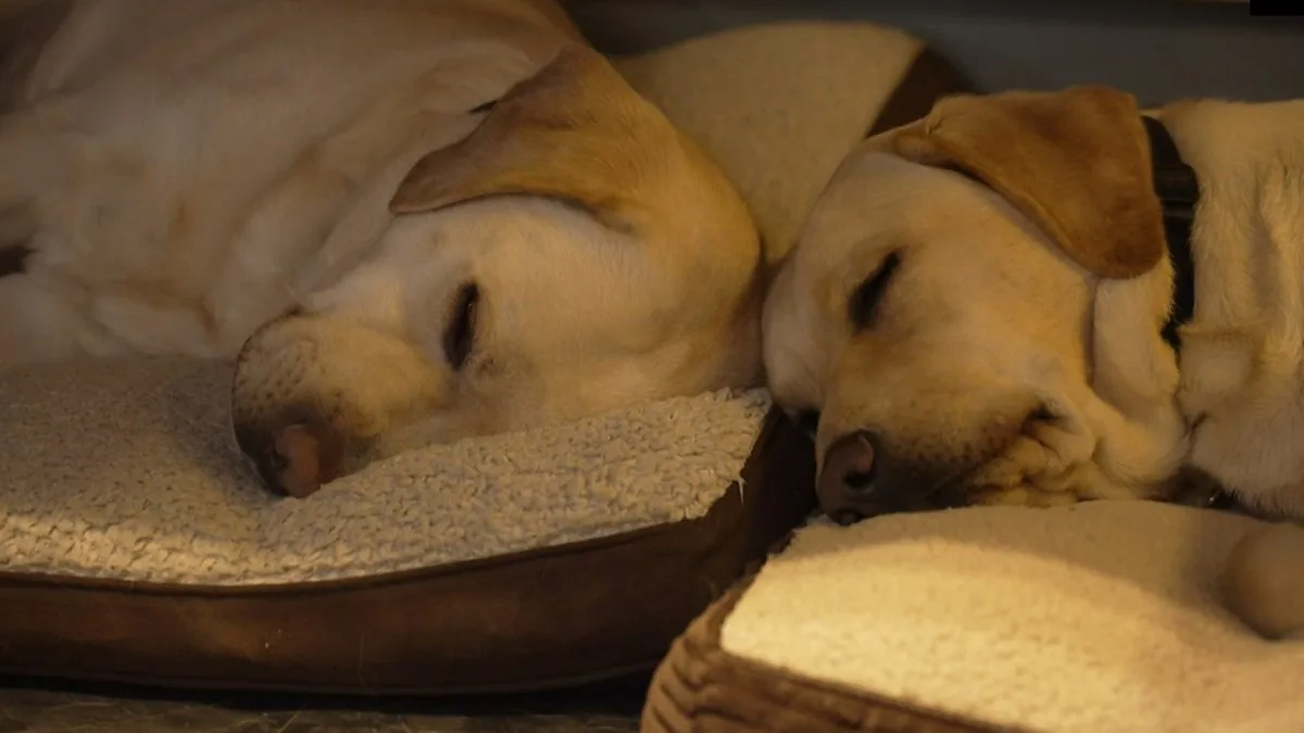 UK Family Volunteers to Raise Guide Dog Puppies