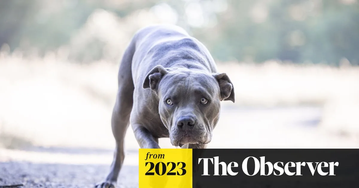 XL Bully Ban May Be Ineffective in Short Term, Experts Warn