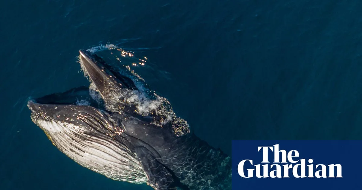 Mysterious Humpback Whale Gaping Behaviour Documented