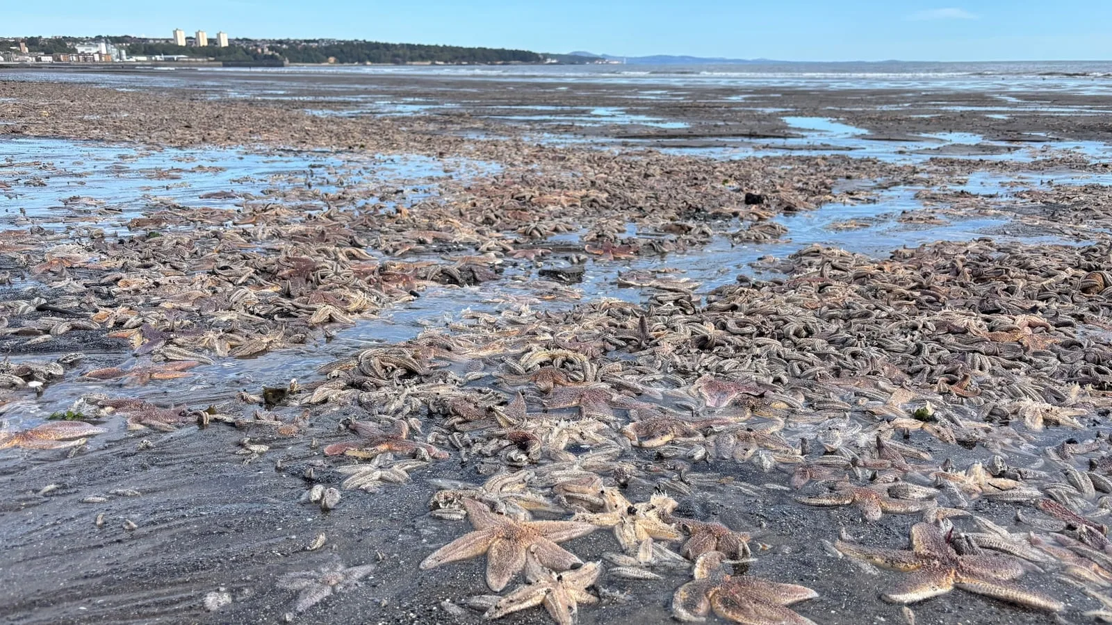Thousands of Starfish Wash Ashore on Scottish Beach