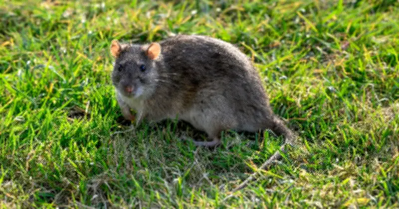 Natural Rat Repellent: Onions Deter Garden Pests Without Harmful Pesticides