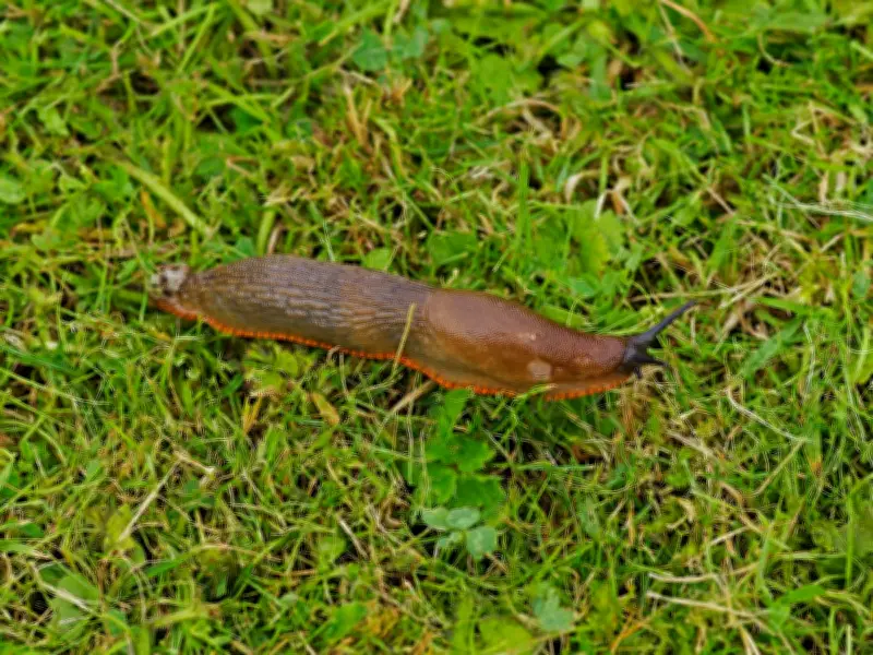 Natural Slug Deterrents: Expert-Approved Kitchen Solutions for Your Garden