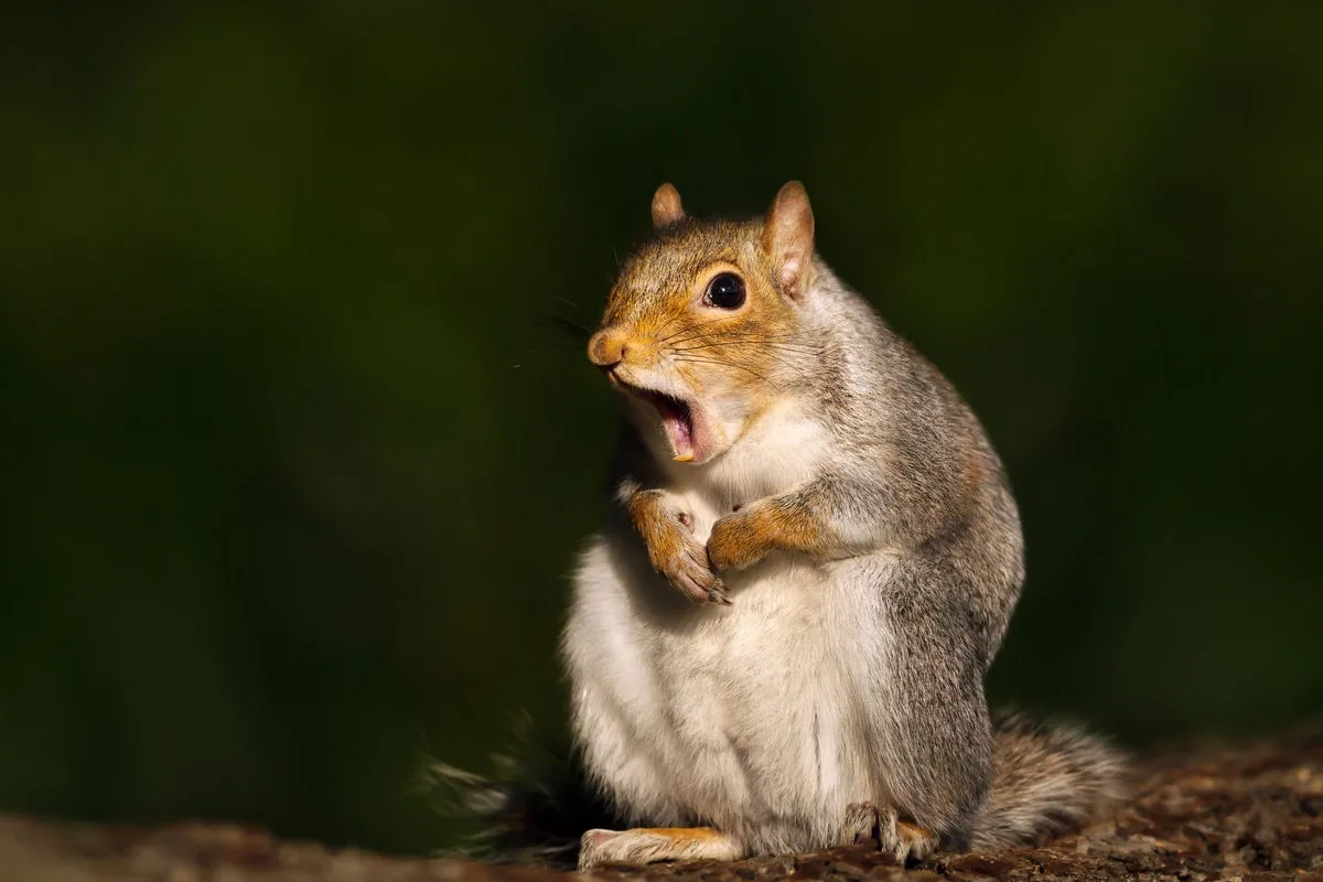 Cumbria Nature Festival Clarifies: Naturalists, Not Naturists