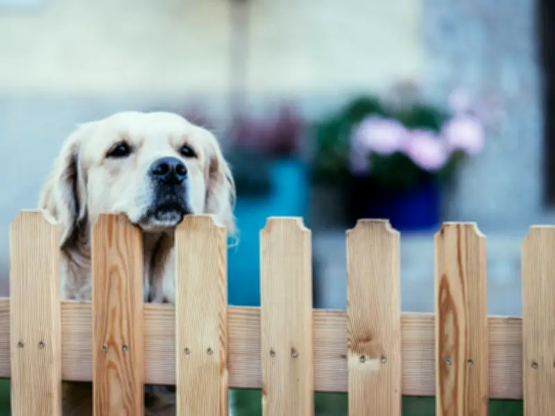 Neighbour Demands Woman Move Garden to Stop Dog Barking