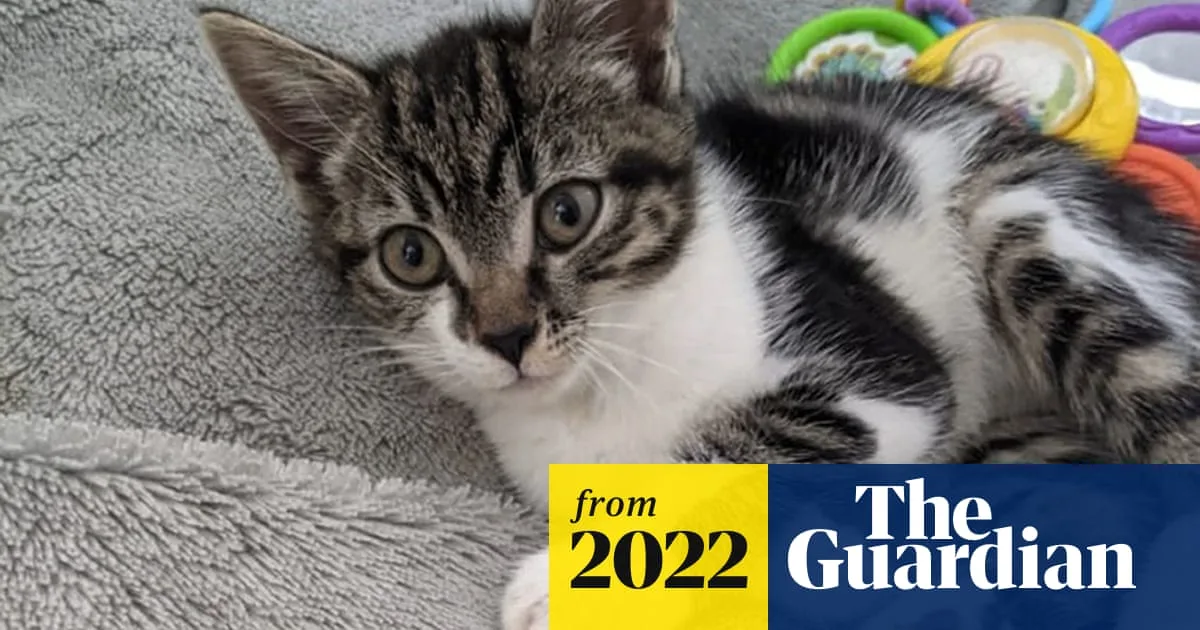 Man Sentenced for Poisoning Neighbours' Cats in Garden Feud