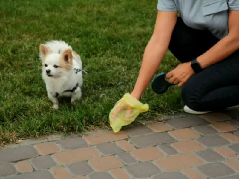 Neighbour's dog poos in garden - camera solution advised