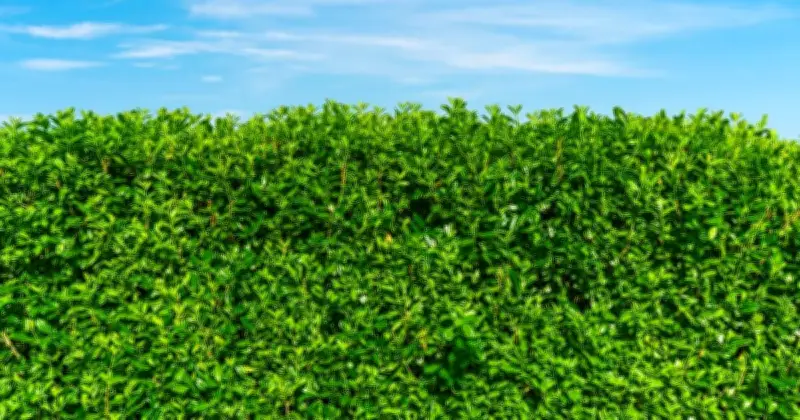 Neighbour's Hedge Too High? Know Your Legal Rights Under UK Law