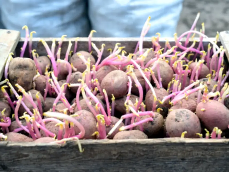 Never Throw Away Old Potatoes: They Have a Vital Garden Purpose
