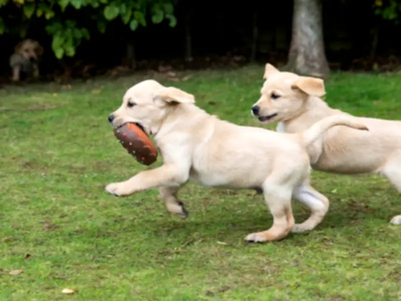 New Dog Play Centre Among Latest Wirral Planning Applications
