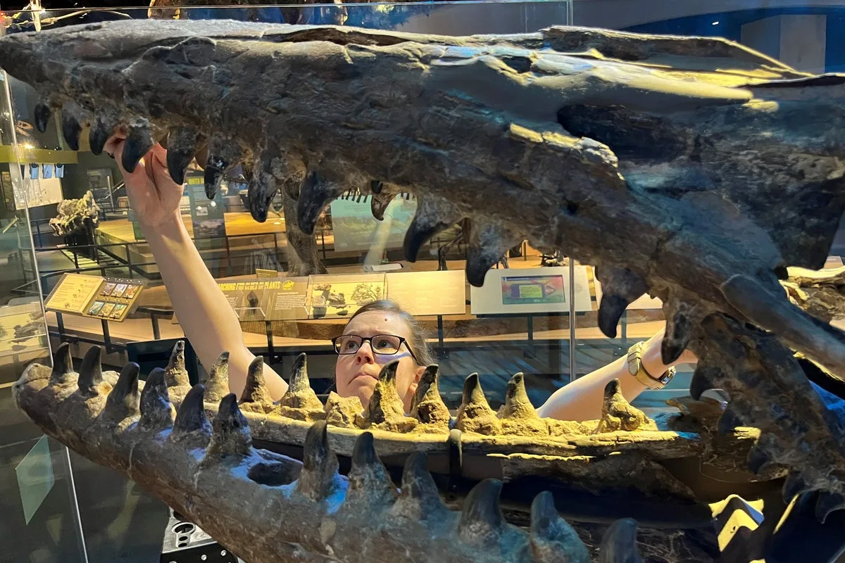 New Marine Dinosaur Tylosaurus Rex Discovered, Twice the Size of Great Whites