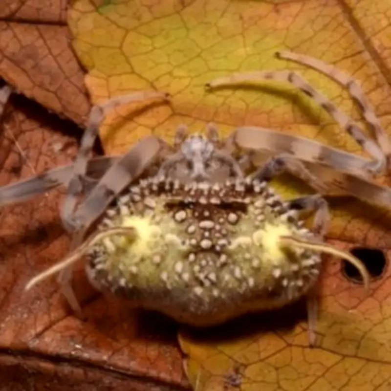 New 'Zombie Fungus' Spider Discovered in Amazon Rainforest