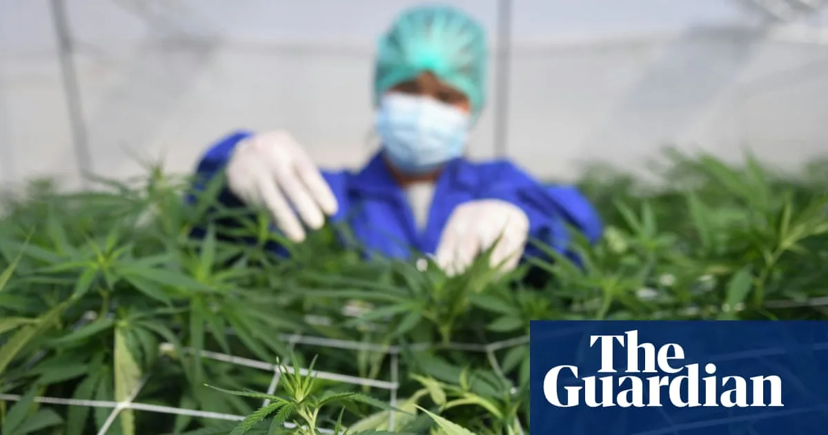 No Evidence Medical Marijuana Treats Mental Health, Study Finds