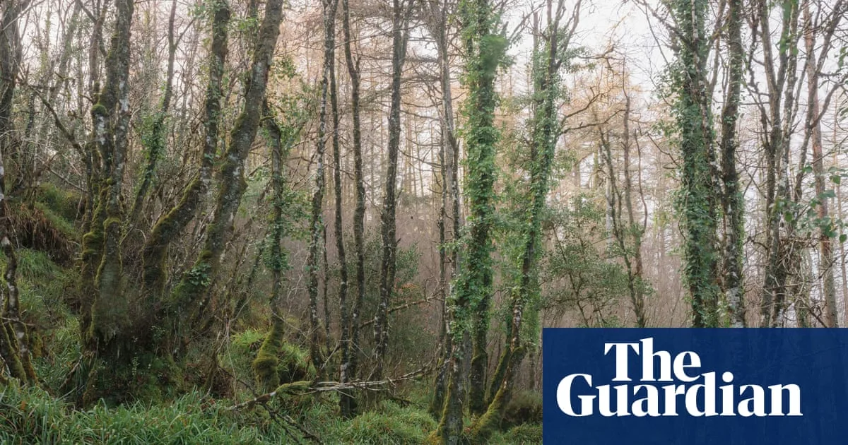 Northern Ireland's Ancient Trees Face Mass Destruction