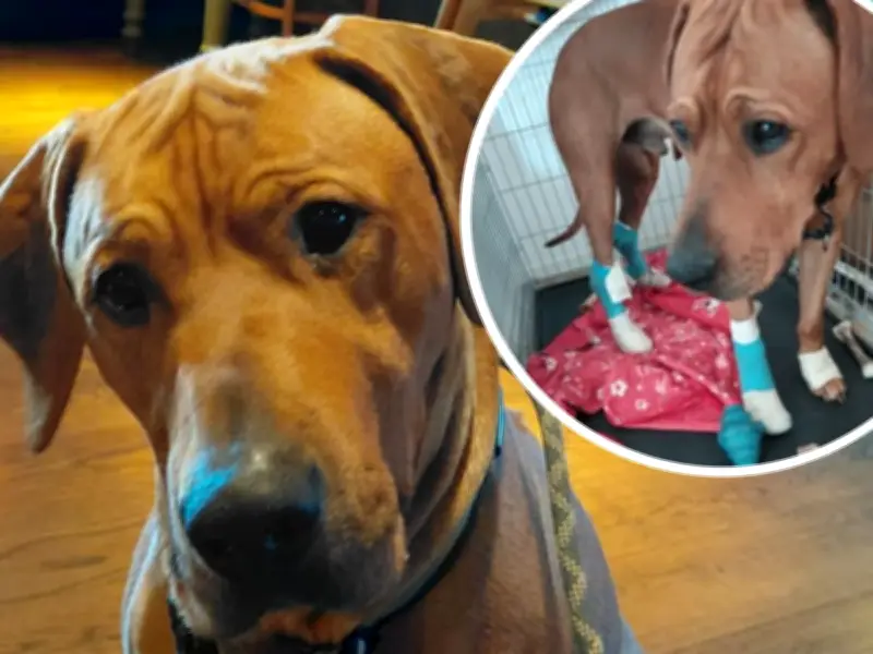 Northumberland man's relief as Metro workers reunite him with missing dog
