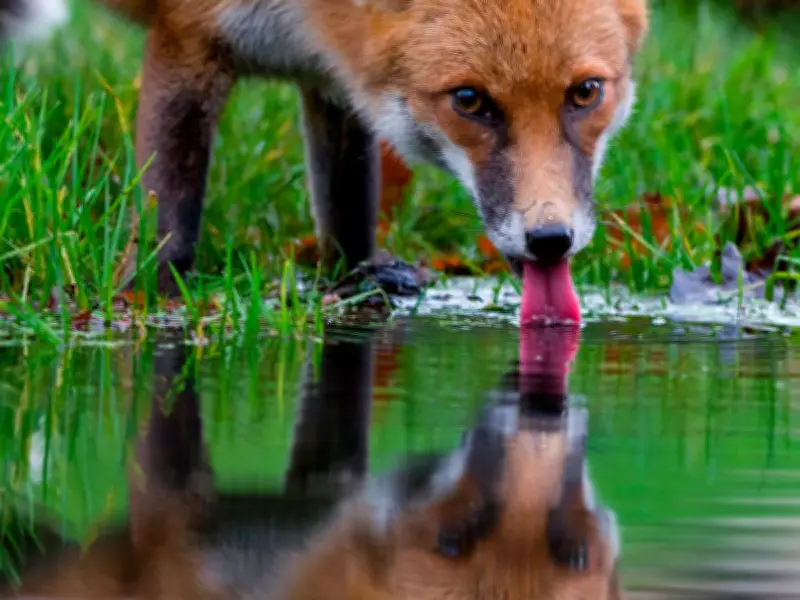 Northumberland Wildlife Trust Urges Help for Wildlife in Heatwave