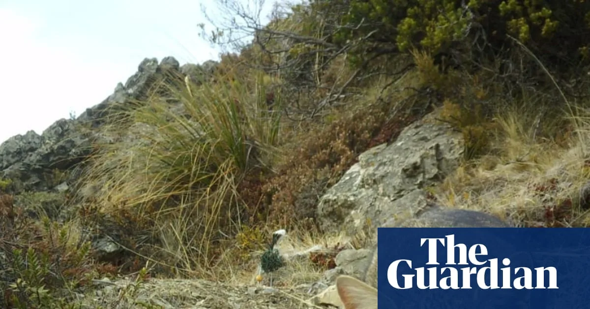 New Zealand Adds Feral Cats to Predator-Free 2050 Target