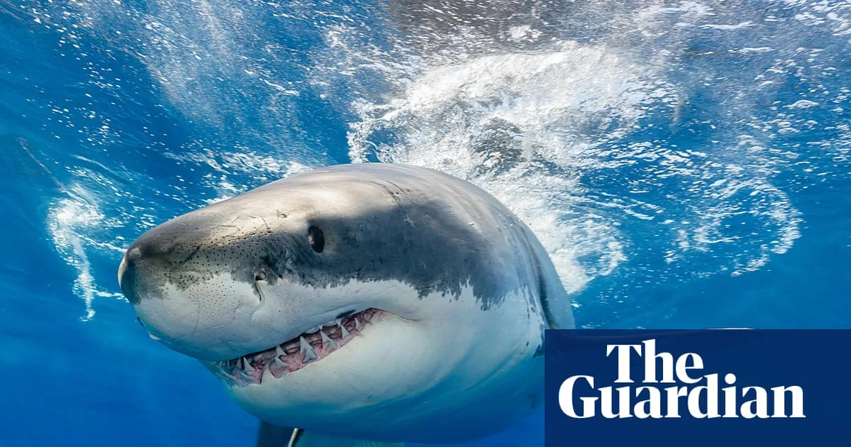 Ocean Acidification Could Weaken Shark Teeth, Study Finds