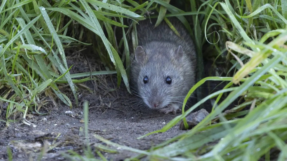 One Kitchen Item Drives Mice Away Instantly: Garlic Repels Rodents for Just 22p