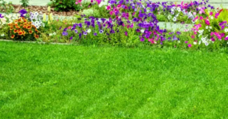 One Simple Task for Greener, Thicker Lawns in Hot Weather