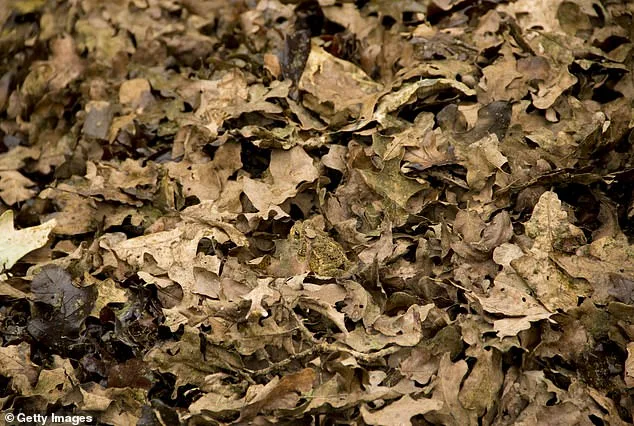 Optical Illusion Hides Camouflaged Frog; Can You Spot It in 15 Seconds?