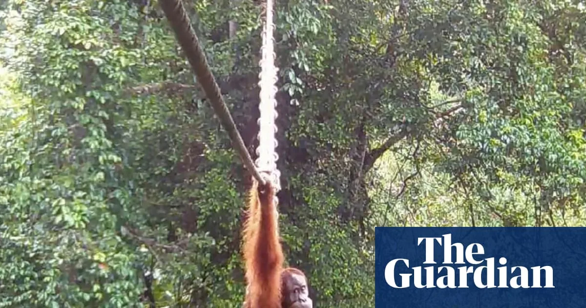 Sumatran Orangutan Uses Canopy Bridge to Cross Road for First Time
