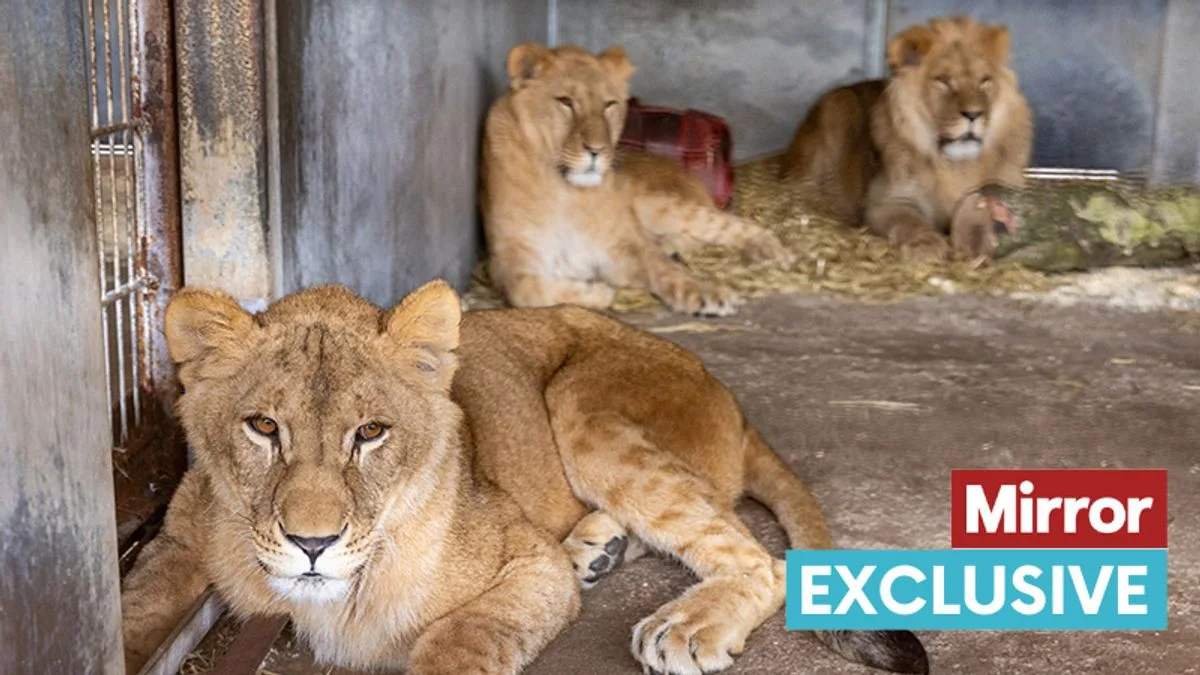 Blind Ukrainian orphans visit rescued lions in emotional Yorkshire trip